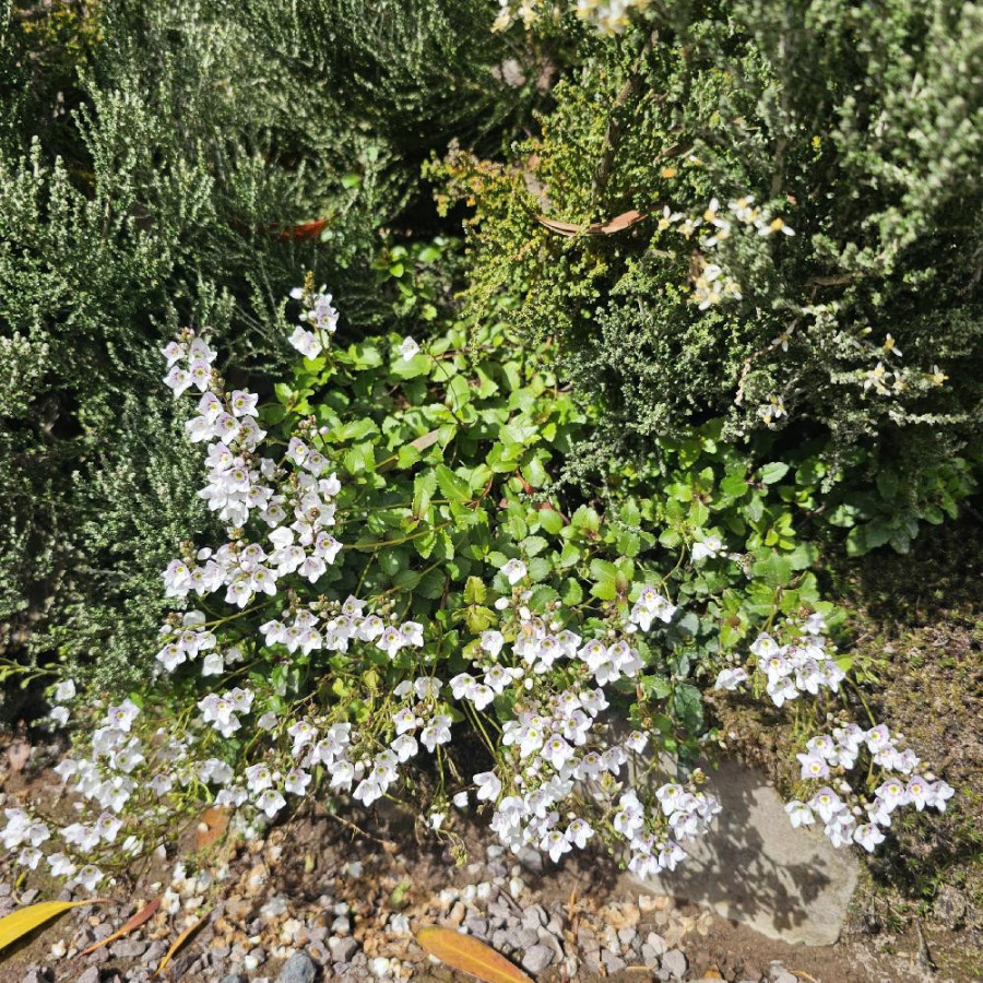 Plantes Vivaces PARAHEBE lyallii en vente - Pépinière Lepage .