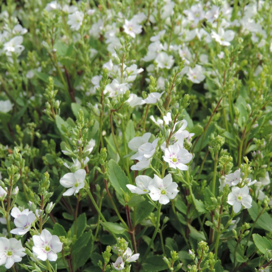 Plantes Vivaces PARAHEBE lyallii en vente - Pépinière Lepage .