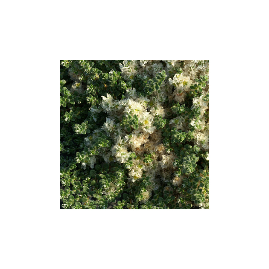 Plantes Vivaces PARONYCHIA kapela ssp. serpyllifolia - Paronyque à feuilles de serpolet en vente - Pépinière Lepage .