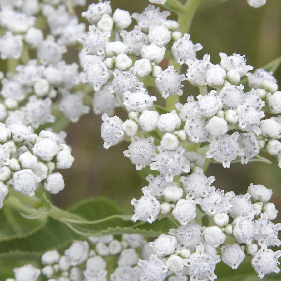 PARTHENIUM integrifolium