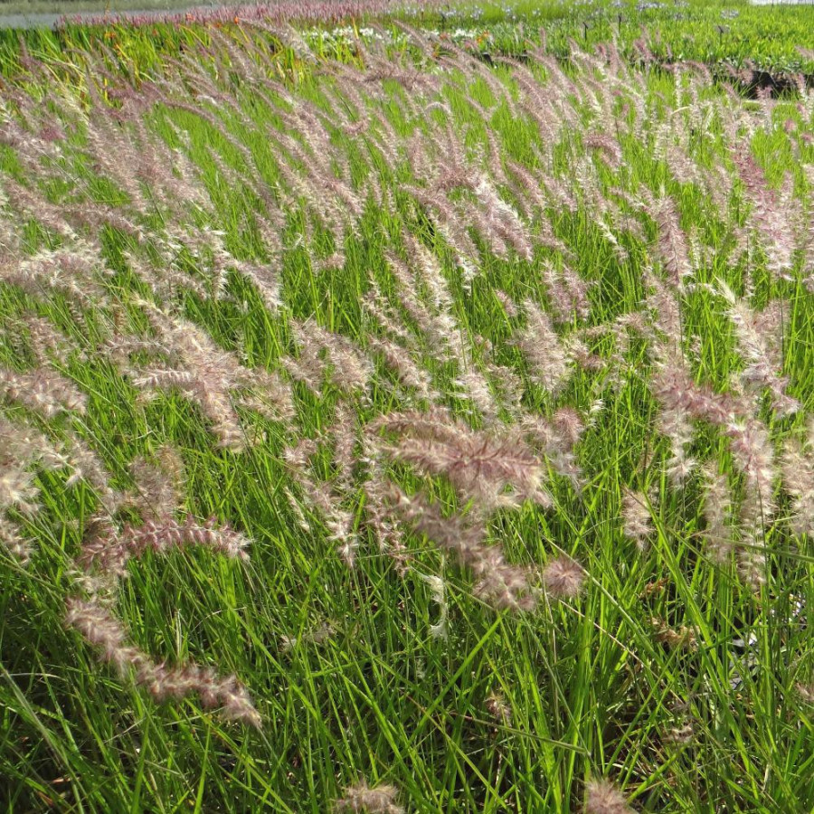 Plantes Vivaces PENNISETUM 'Karley Rose' ® - Herbe aux écouvillons en vente - Pépinière Lepage .