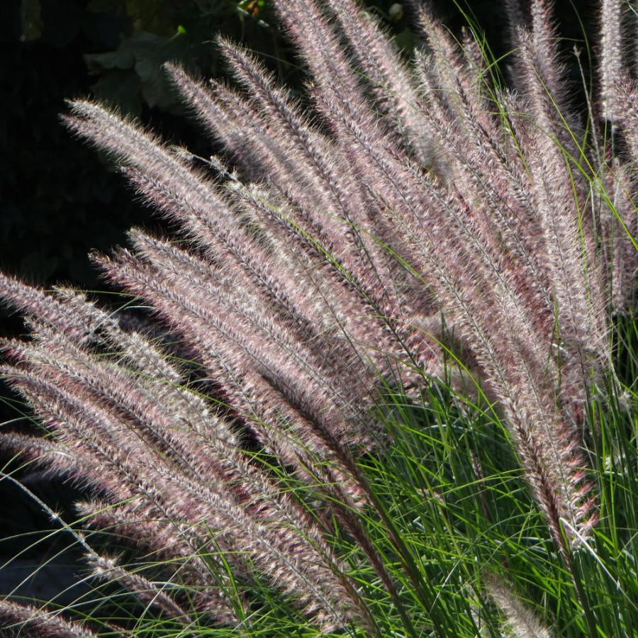 Plantes Vivaces PENNISETUM 'Karley Rose' ® - Herbe aux écouvillons en vente - Pépinière Lepage .
