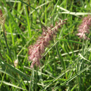 Plantes Vivaces PENNISETUM 'Karley Rose' ® - Herbe aux écouvillons en vente - Pépinière Lepage .