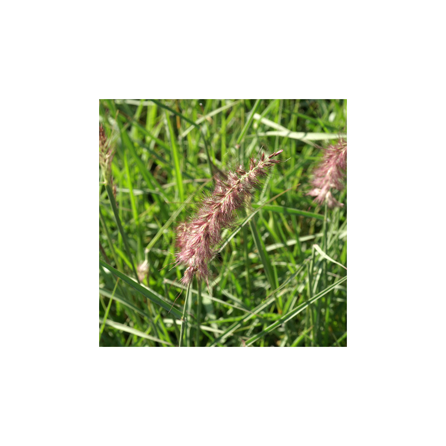 Plantes Vivaces PENNISETUM 'Karley Rose' ® - Herbe aux écouvillons en vente - Pépinière Lepage .