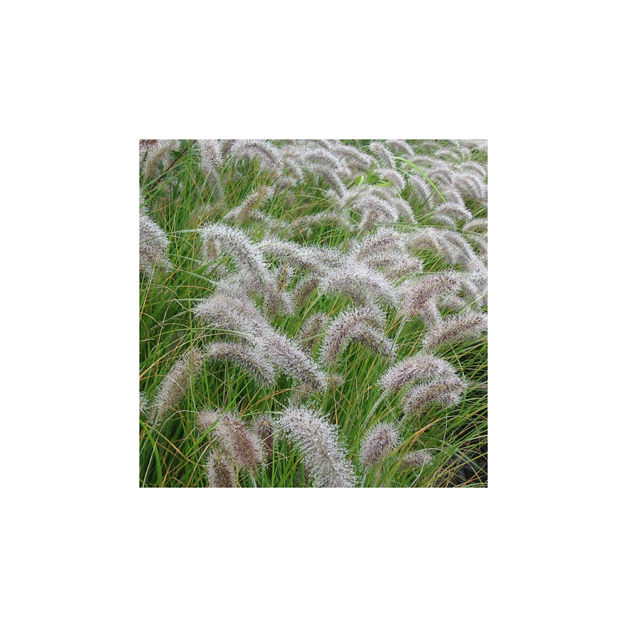 Plantes Vivaces PENNISETUM alopecuroides - Herbe aux écouvillons en vente - Pépinière Lepage .