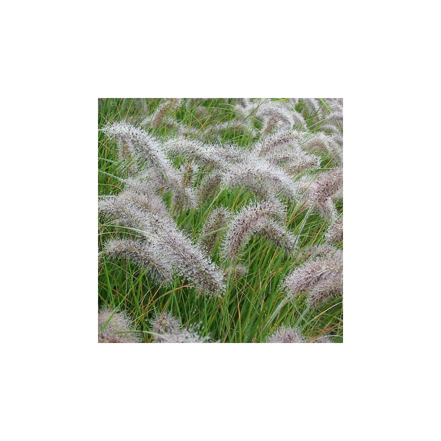 Plantes Vivaces PENNISETUM alopecuroides - Herbe aux écouvillons en vente - Pépinière Lepage .