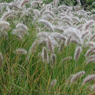 Plantes Vivaces PENNISETUM alopecuroides - Herbe aux écouvillons en vente - Pépinière Lepage .