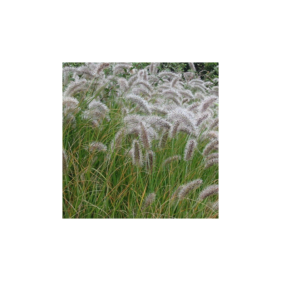 Plantes Vivaces PENNISETUM alopecuroides - Herbe aux écouvillons en vente - Pépinière Lepage .