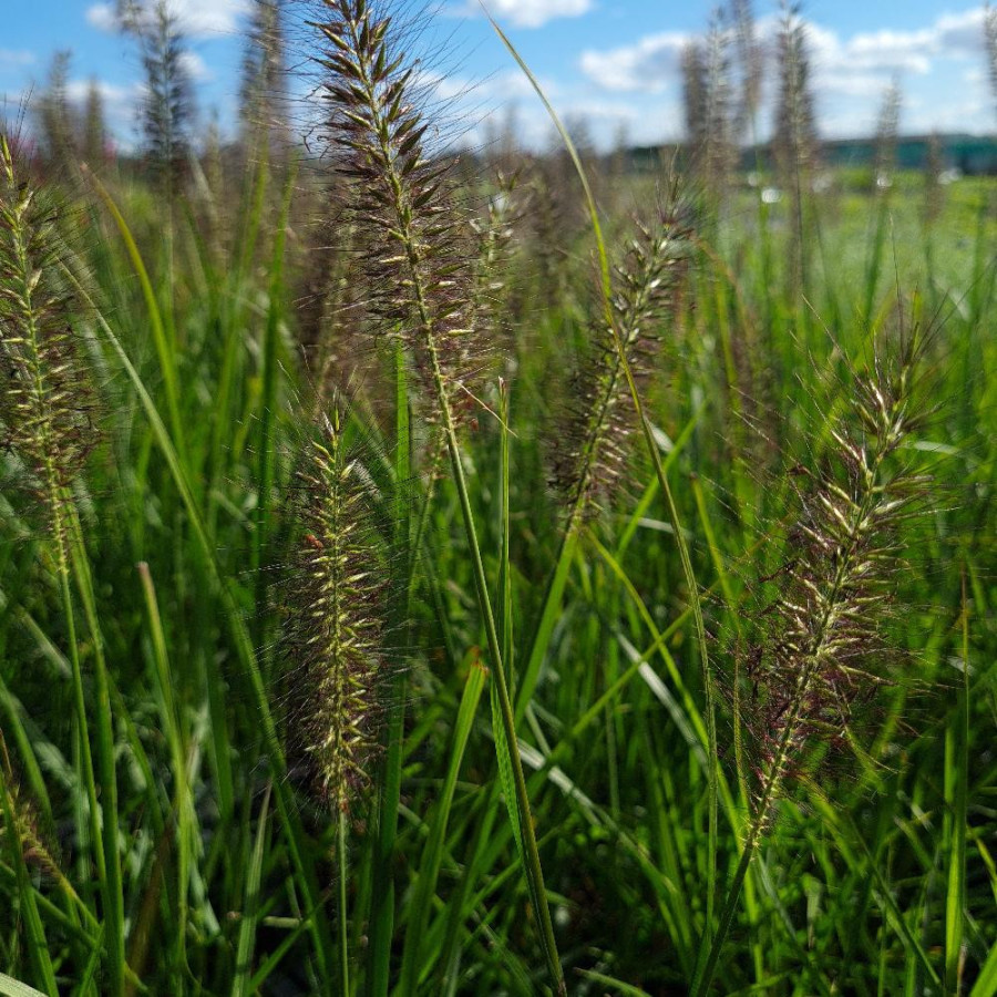 Plantes Vivaces PENNISETUM alopecuroides 'Black Beauty' - Herbe aux écouvillons en vente - Pépinière Lepage .
