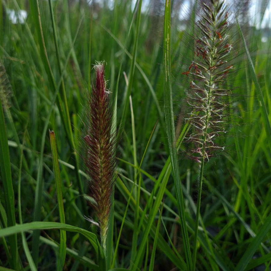 Plantes Vivaces PENNISETUM alopecuroides 'Black Beauty' - Herbe aux écouvillons en vente - Pépinière Lepage .