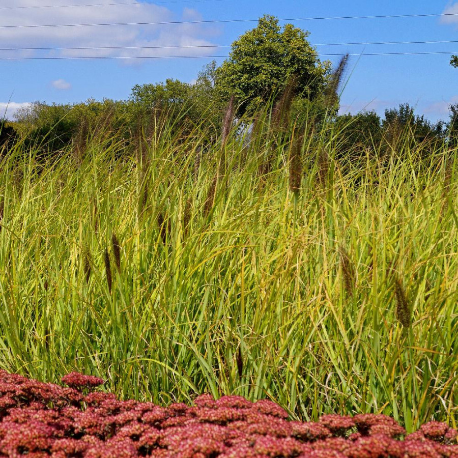 PENNISETUM alopecuroides 'Dark Desire'