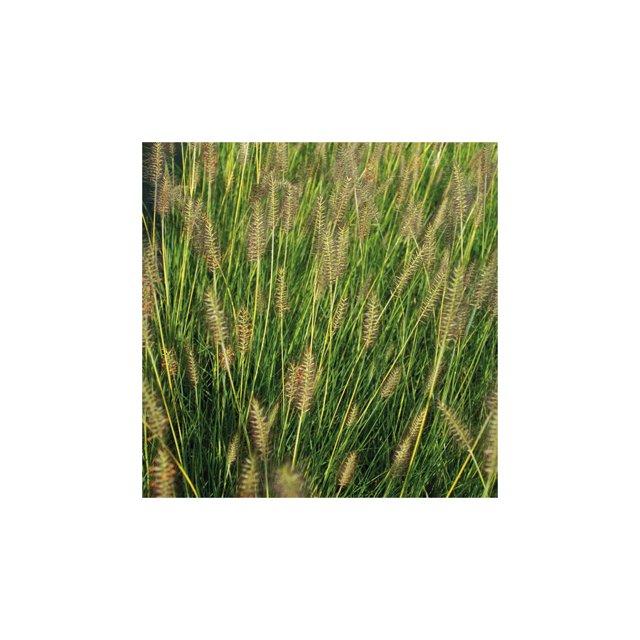 Plantes Vivaces PENNISETUM alopecuroides 'Gelbstiel' - Herbe aux écouvillons en vente - Pépinière Lepage .