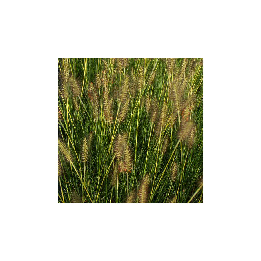 Plantes Vivaces PENNISETUM alopecuroides 'Gelbstiel' - Herbe aux écouvillons en vente - Pépinière Lepage .