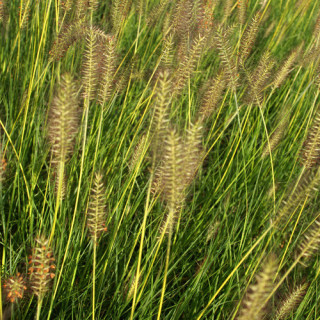 Plantes Vivaces PENNISETUM alopecuroides 'Gelbstiel' - Herbe aux écouvillons en vente - Pépinière Lepage .