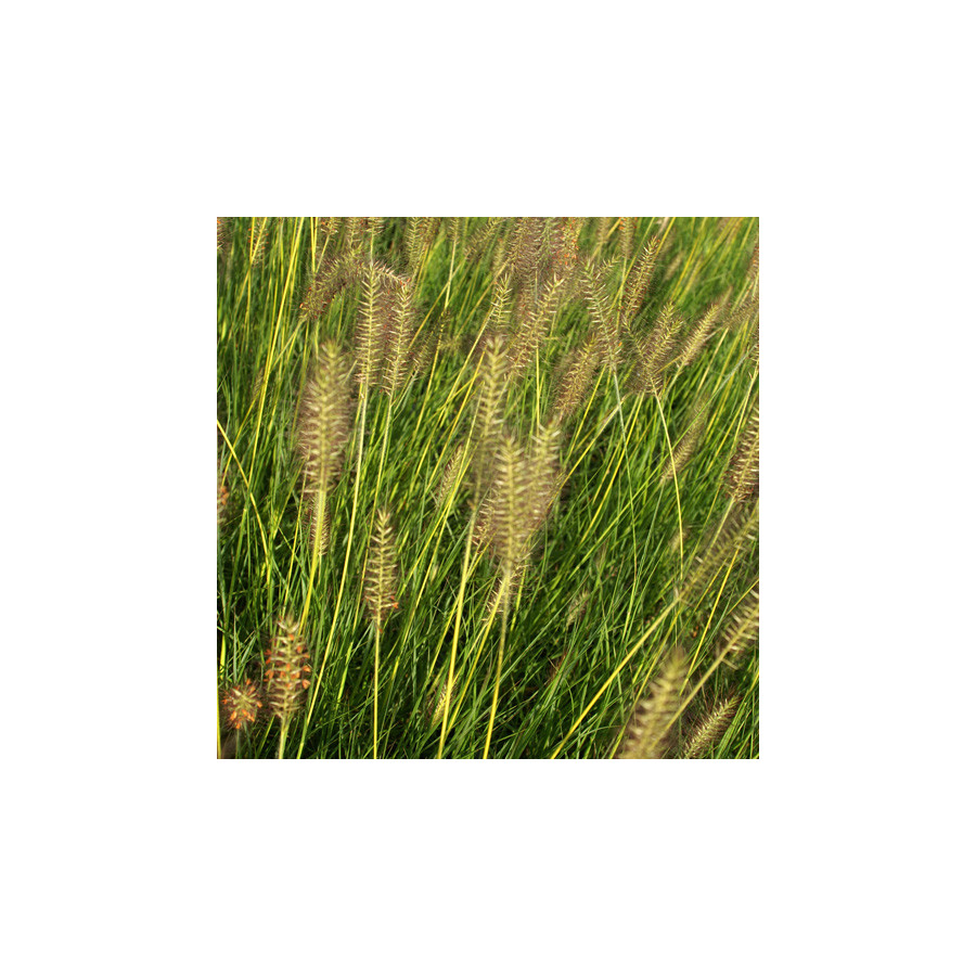 Plantes Vivaces PENNISETUM alopecuroides 'Gelbstiel' - Herbe aux écouvillons en vente - Pépinière Lepage .