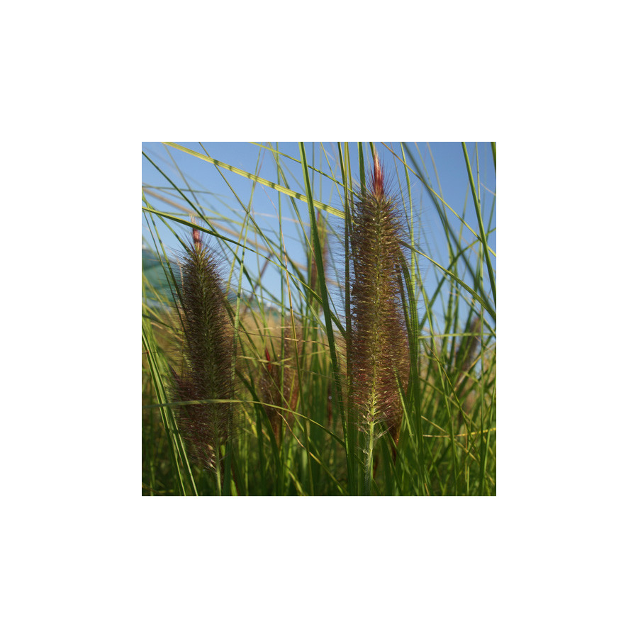 Plantes Vivaces PENNISETUM alopecuroides 'Géant d'Argoat' - Herbe aux écouvillons en vente - Pépinière Lepage .