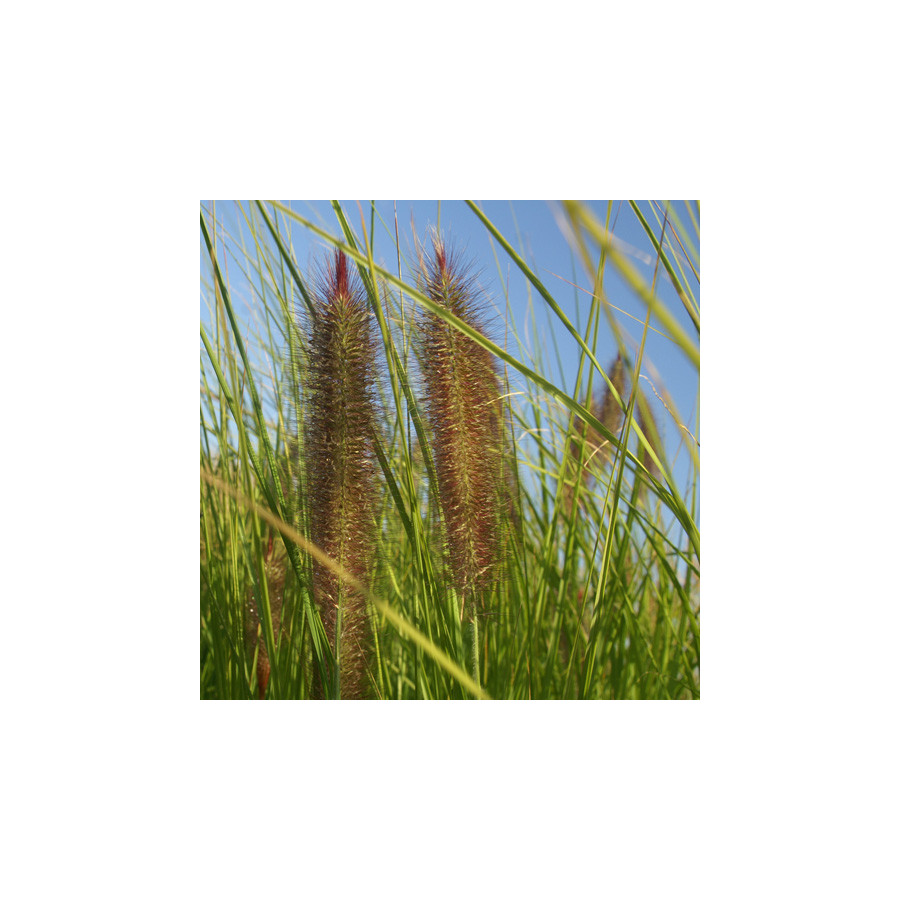 Plantes Vivaces PENNISETUM alopecuroides 'Géant d'Argoat' - Herbe aux écouvillons en vente - Pépinière Lepage .