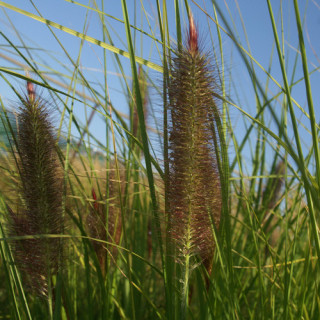 Plantes Vivaces PENNISETUM alopecuroides 'Géant d'Argoat' - Herbe aux écouvillons en vente - Pépinière Lepage .
