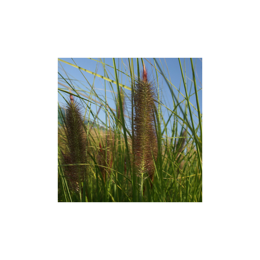 Plantes Vivaces PENNISETUM alopecuroides 'Géant d'Argoat' - Herbe aux écouvillons en vente - Pépinière Lepage .