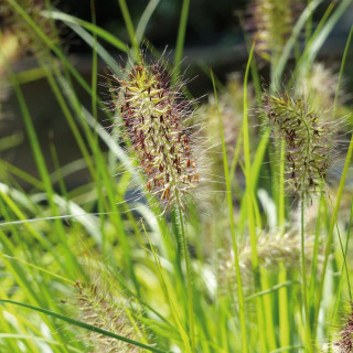 plantes-vivaces-pennisetum-alopecuroides-hameln-gold-R-herbe-aux-ecouvillons-en-vente-pepiniere-lepage-