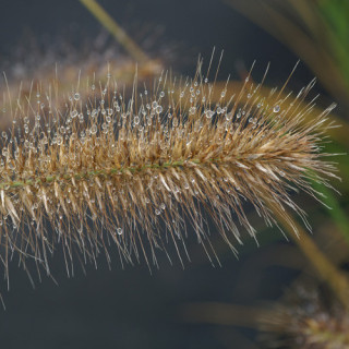 plantes-vivaces-pennisetum-alopecuroides-hameln-herbe-aux-ecouvillons-en-vente-pepiniere-lepage-