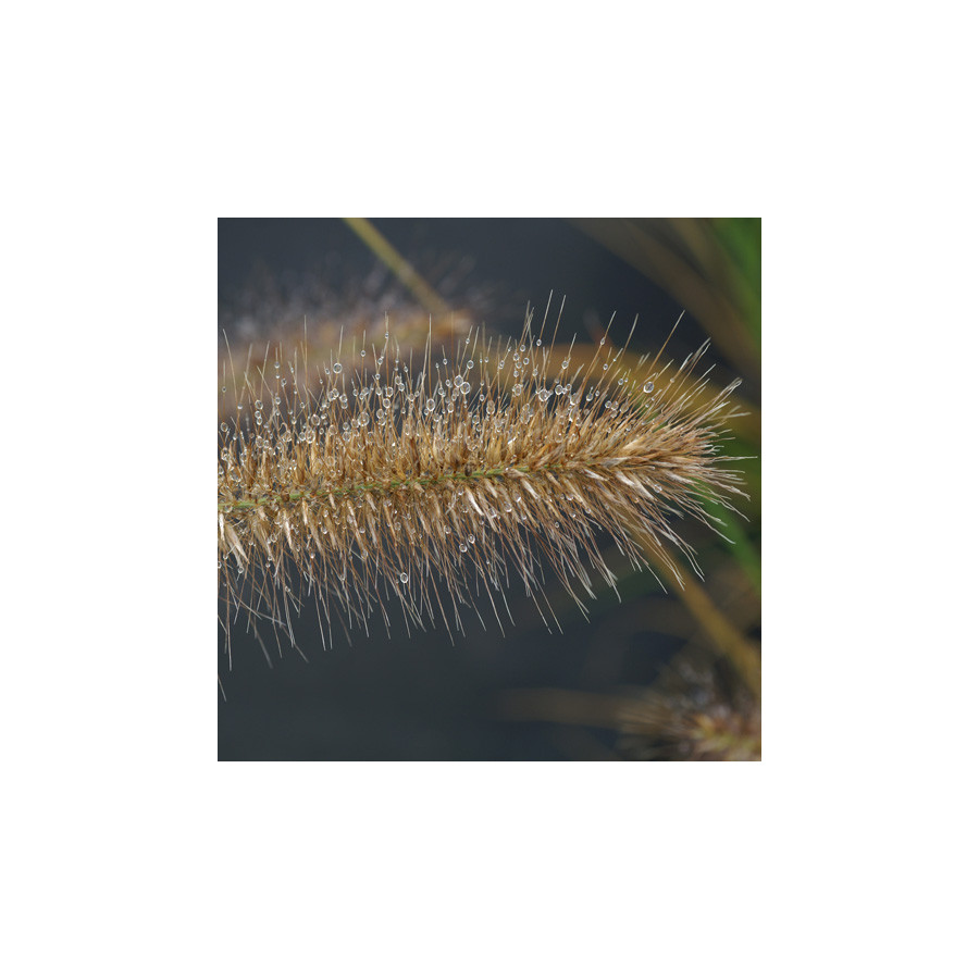 Plantes Vivaces PENNISETUM alopecuroides 'Hameln' - Herbe aux écouvillons en vente - Pépinière Lepage .