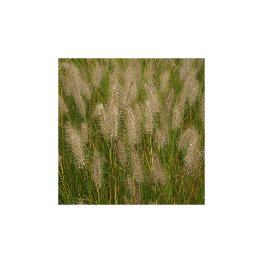 Plantes Vivaces PENNISETUM alopecuroides 'Hameln' - Herbe aux écouvillons en vente - Pépinière Lepage .