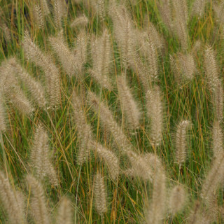 Plantes Vivaces PENNISETUM alopecuroides 'Hameln' - Herbe aux écouvillons en vente - Pépinière Lepage .