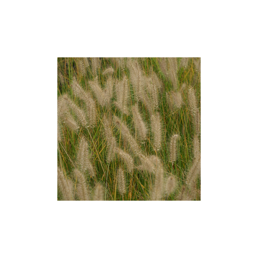 Plantes Vivaces PENNISETUM alopecuroides 'Hameln' - Herbe aux écouvillons en vente - Pépinière Lepage .