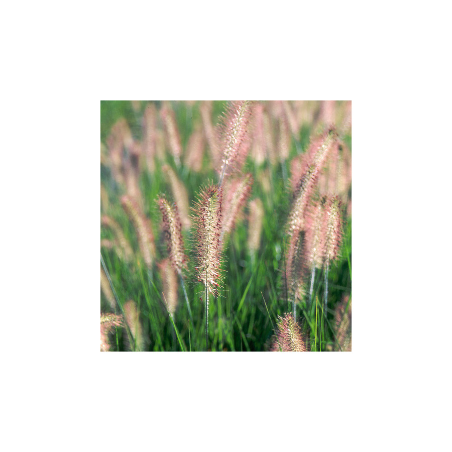 Plantes Vivaces PENNISETUM alopecuroides 'Herbstzauber' - Herbe aux écouvillons en vente - Pépinière Lepage .