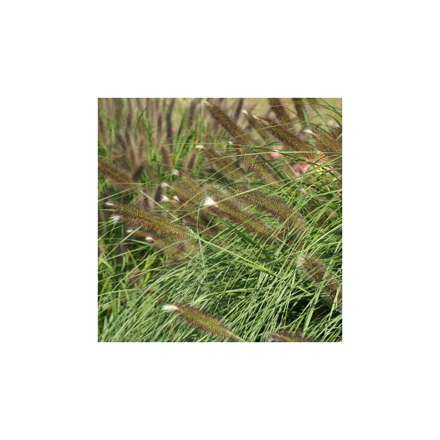 Plantes Vivaces PENNISETUM alopecuroides 'Magic' - Herbe aux écouvillons en vente - Pépinière Lepage .