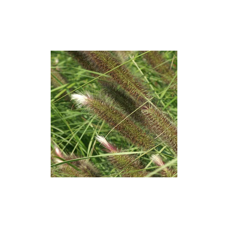 Plantes Vivaces PENNISETUM alopecuroides 'Magic' - Herbe aux écouvillons en vente - Pépinière Lepage .