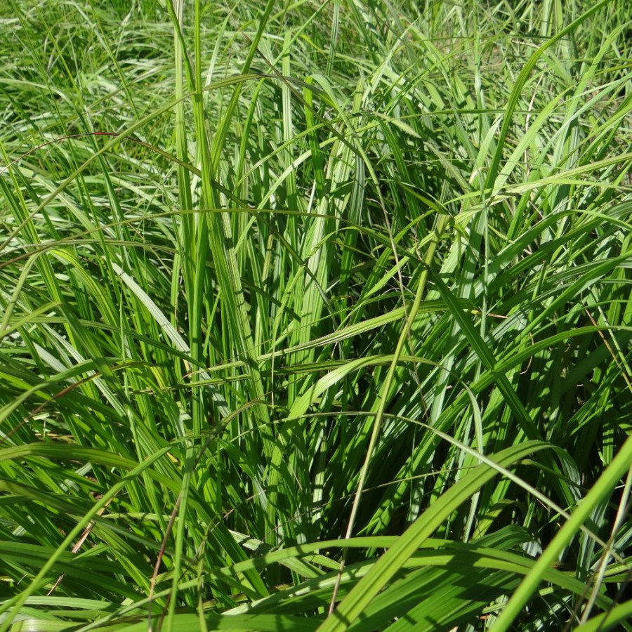 Plantes Vivaces PENNISETUM alopecuroides 'Moudry' - Herbe aux écouvillons en vente - Pépinière Lepage .
