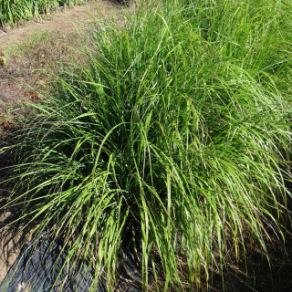 Plantes Vivaces PENNISETUM alopecuroides 'Moudry' - Herbe aux écouvillons en vente - Pépinière Lepage .