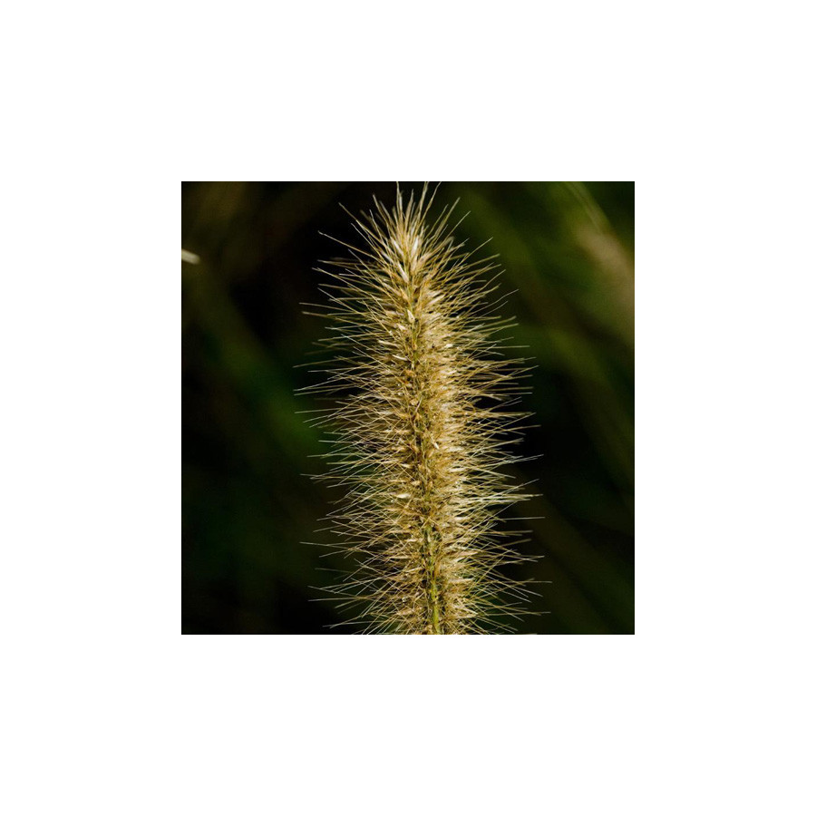 Plantes Vivaces PENNISETUM alopecuroides 'René Guy Cadou' - Herbe aux écouvillons en vente - Pépinière Lepage .