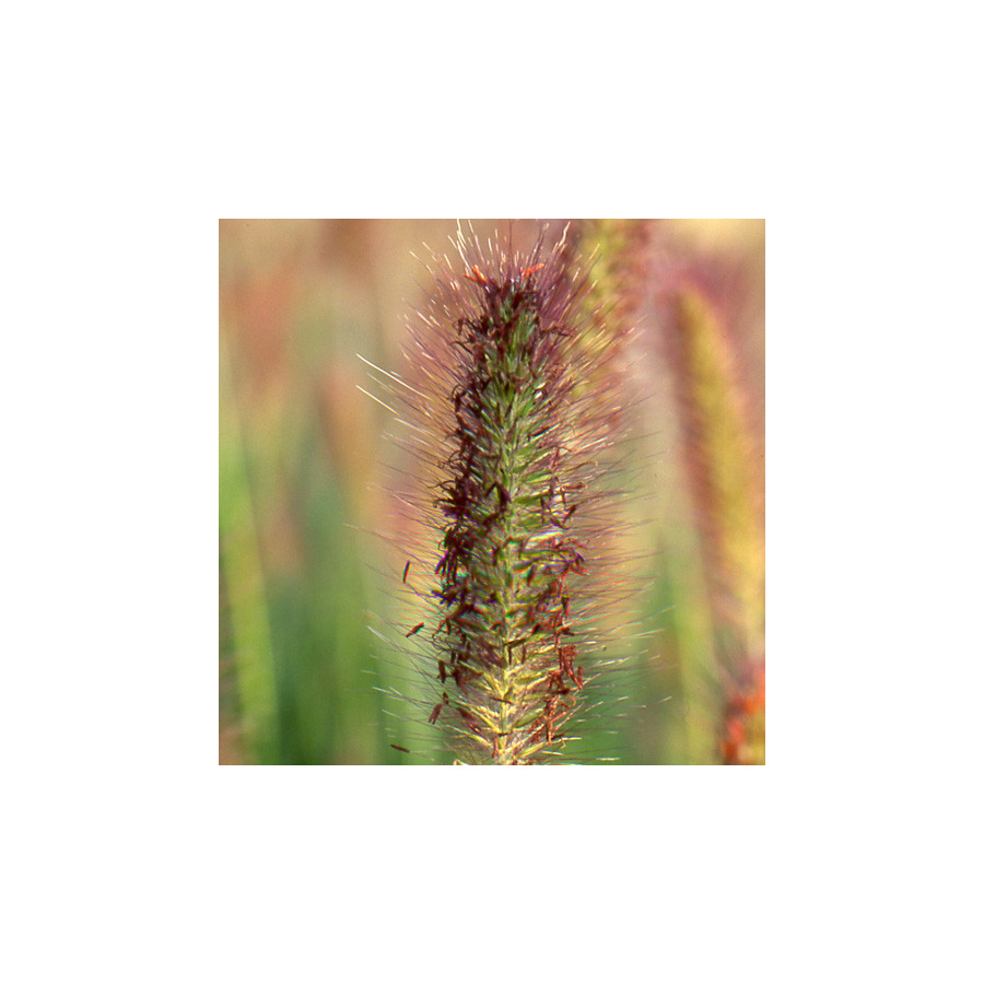 Plantes Vivaces PENNISETUM alopecuroides 'Weserbergland' - Herbe aux écouvillons en vente - Pépinière Lepage .