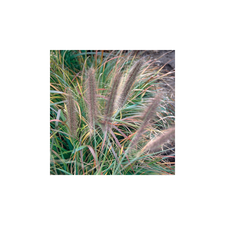 Plantes Vivaces PENNISETUM alopecuroides f. viridescens - Herbe aux écouvillons en vente - Pépinière Lepage .
