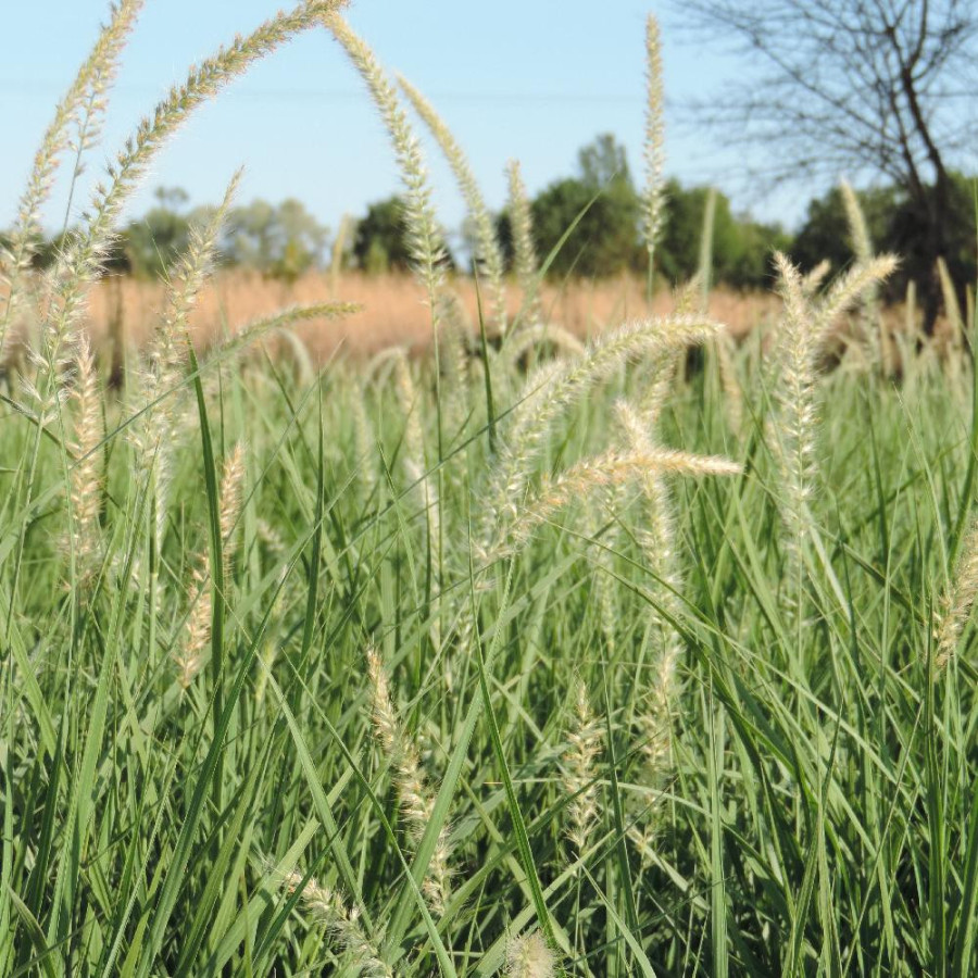Plantes Vivaces PENNISETUM orientale 'Fairy Tails' - Herbe aux écouvillons en vente - Pépinière Lepage .