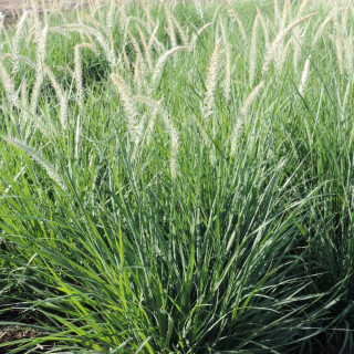 Plantes Vivaces PENNISETUM orientale 'Fairy Tails' - Herbe aux écouvillons en vente - Pépinière Lepage .