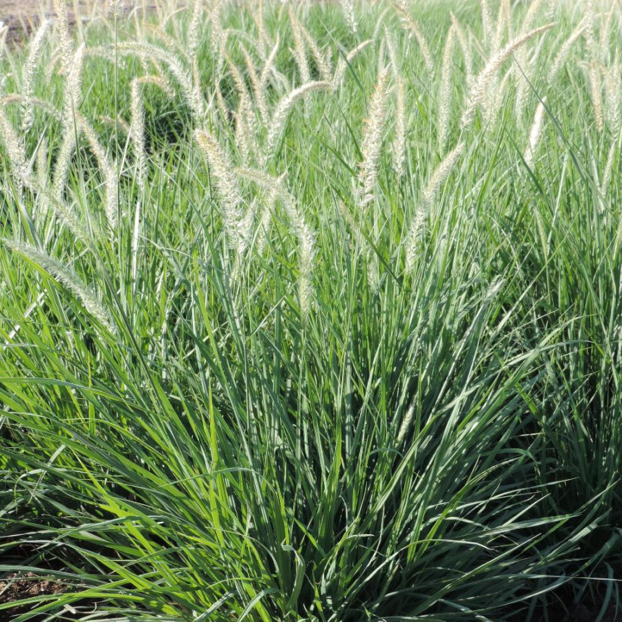 Plantes Vivaces PENNISETUM orientale 'Fairy Tails' - Herbe aux écouvillons en vente - Pépinière Lepage .