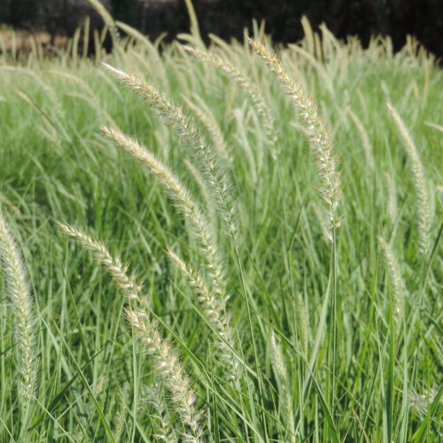 Plantes Vivaces PENNISETUM orientale 'Fairy Tails' - Herbe aux écouvillons en vente - Pépinière Lepage .