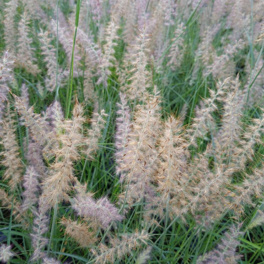 Plantes Vivaces PENNISETUM orientale 'JS Dance With Me'® - Herbe aux écouvillons en vente - Pépinière Lepage .