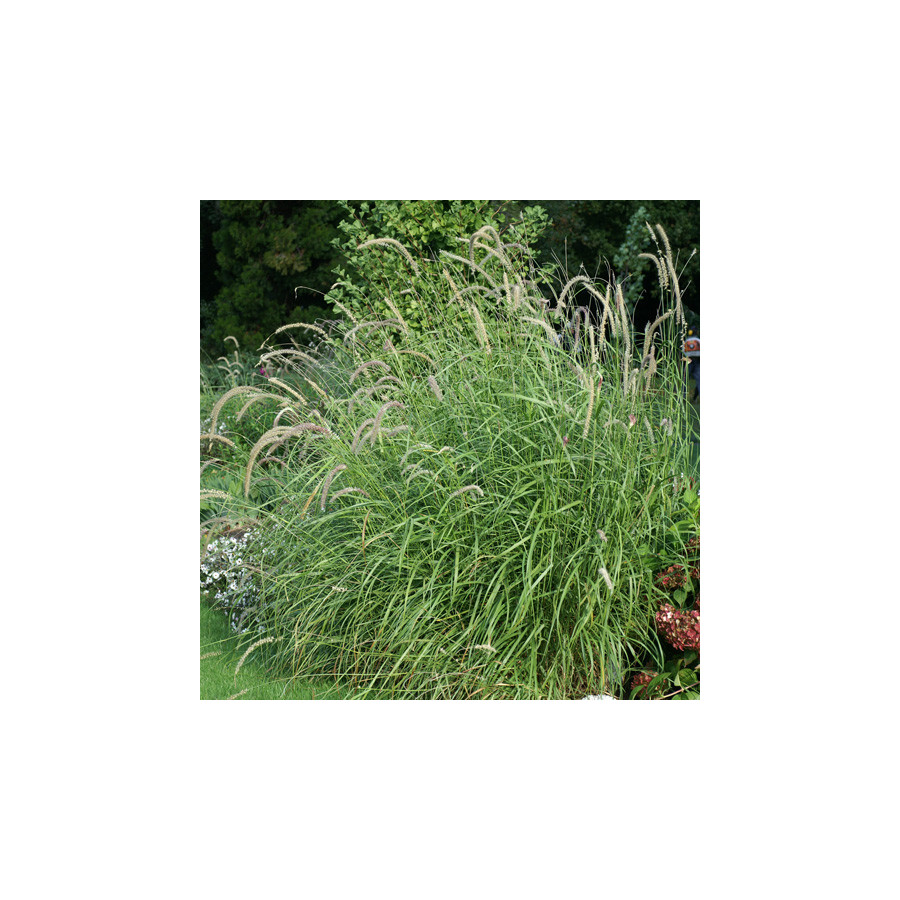 Plantes Vivaces PENNISETUM orientale 'Tall Tails' - Herbe aux écouvillons en vente - Pépinière Lepage .
