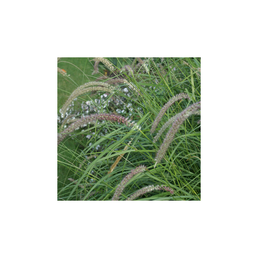Plantes Vivaces PENNISETUM orientale 'Tall Tails' - Herbe aux écouvillons en vente - Pépinière Lepage .