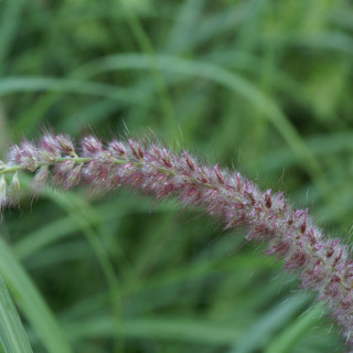 Plantes Vivaces PENNISETUM orientale 'Tall Tails' - Herbe aux écouvillons en vente - Pépinière Lepage .