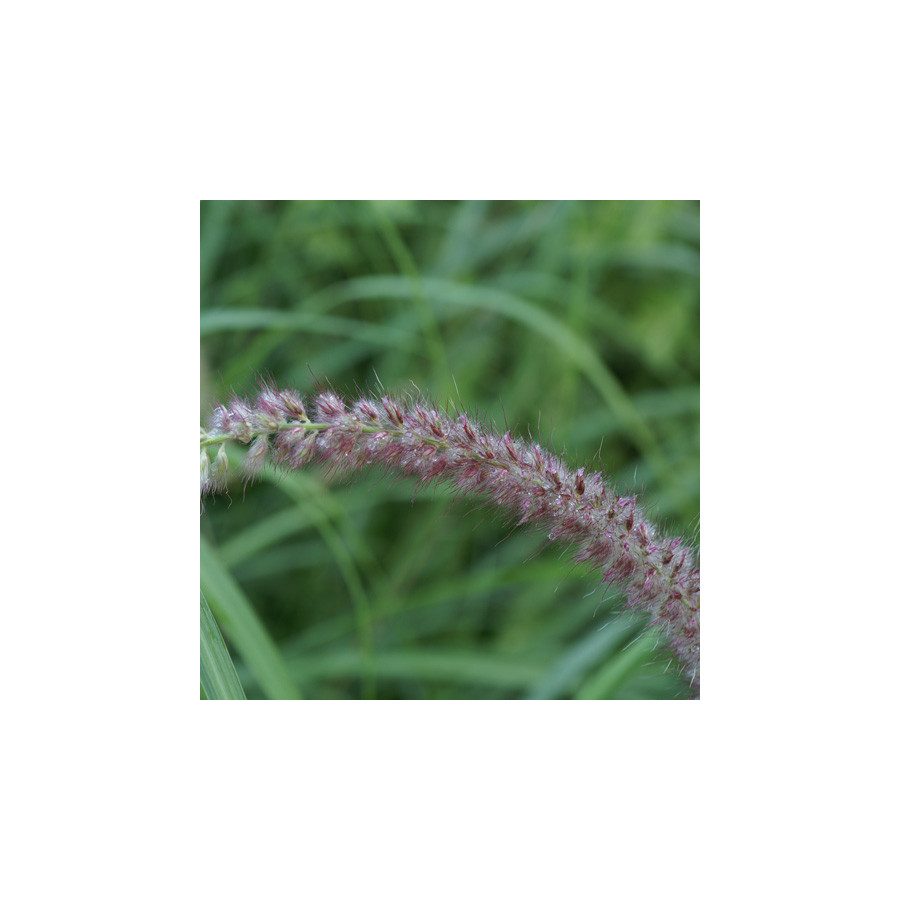 Plantes Vivaces PENNISETUM orientale 'Tall Tails' - Herbe aux écouvillons en vente - Pépinière Lepage .