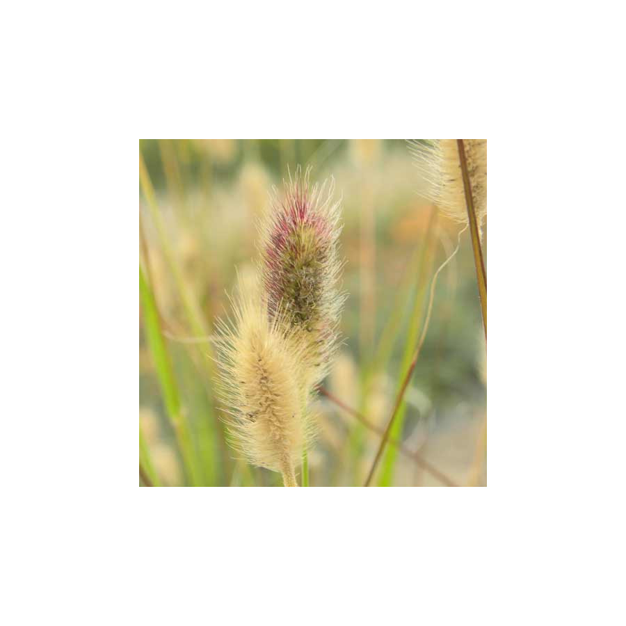 Plantes Vivaces PENNISETUM thunbergii 'Red Buttons' (massaicum) - Herbe aux écouvillons en vente - Pépinière Lepage .