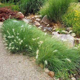 plantes-vivaces-pennisetum-villosum-herbe-aux-ecouvillons-en-vente-pepiniere-lepage-