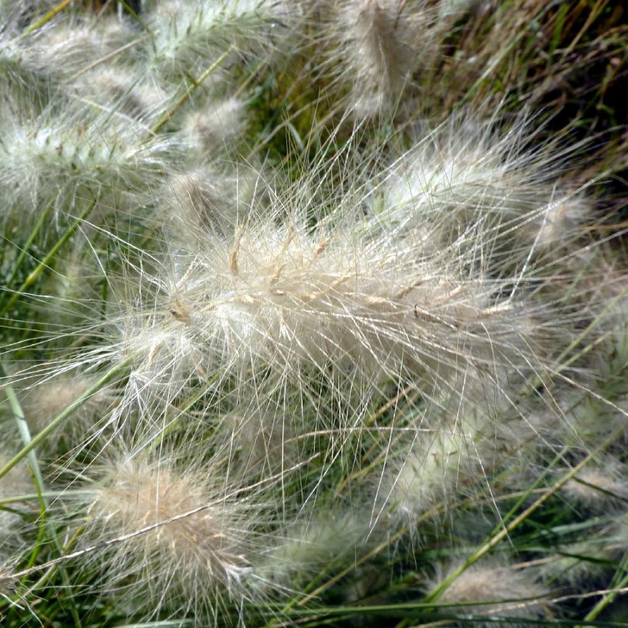 Plantes Vivaces PENNISETUM villosum - Herbe aux écouvillons en vente - Pépinière Lepage .