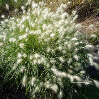 Plantes Vivaces PENNISETUM villosum - Herbe aux écouvillons en vente - Pépinière Lepage .